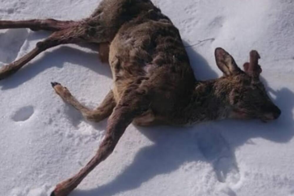 Ustrijeljeni srndać, Foto: Facebook