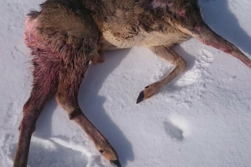 Ubijeni srndać, Foto: Facebook