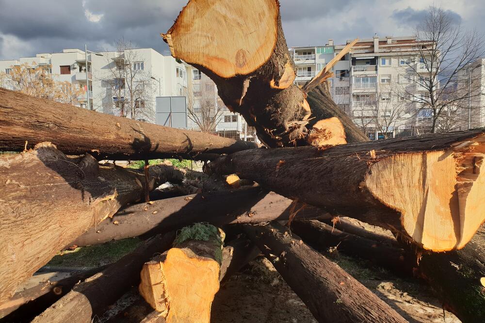 Stabla još na mjestu gdje su posječena, Foto: Srdan Kosović