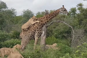 Pogledajte: Žirafa uspjela da preživi nakon četiri sata borbe sa...