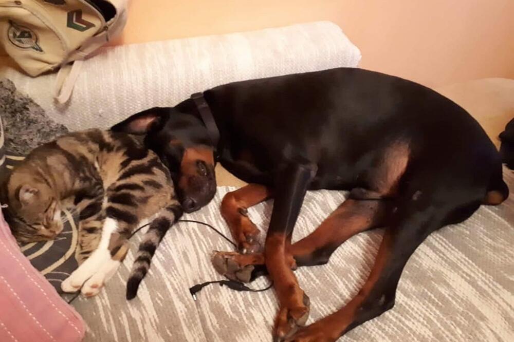 Doberman Mali mirno živi sa drugim ljubimcima - mačkama, Foto: Privatna arhiva