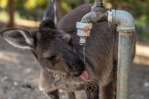 U fotografijama: Kako se Australijanci bore sa temperaturnim...