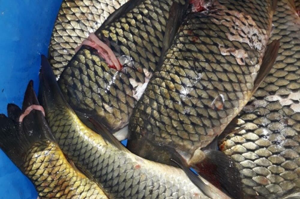 Izlovljena riba, Foto: NVO Grupa za zaštitu šarana-Carp Security Group