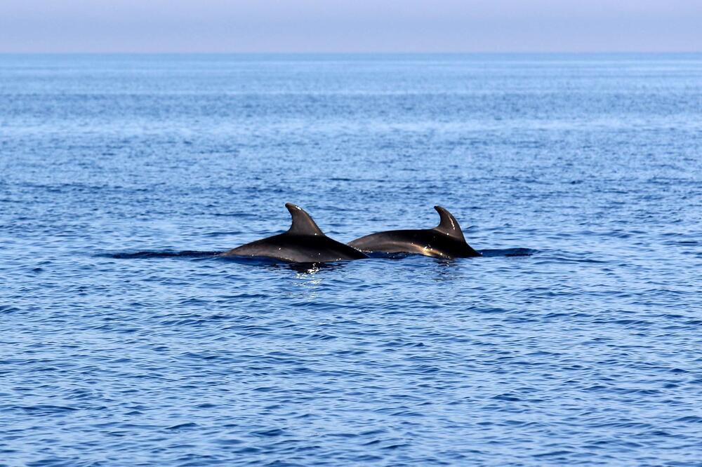 Delfini u crnogorskom moru, Foto: Michael Bader