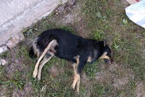 Uznemirujući sadržaj: U centru Nikšića otrovani pas i mačka