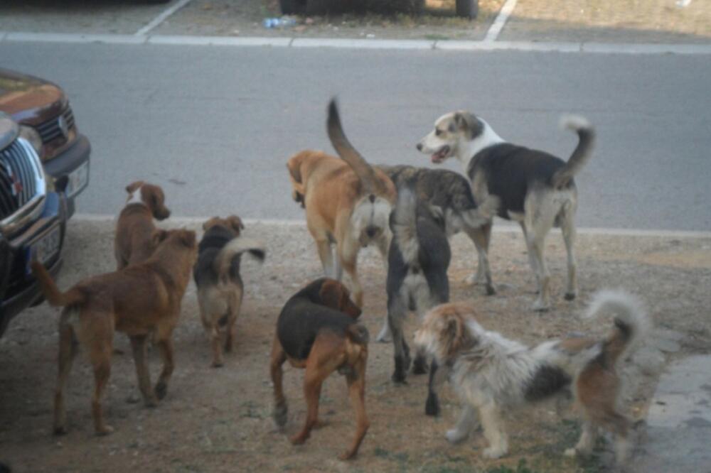 psi lutalice, Foto: Svetlana Mandić