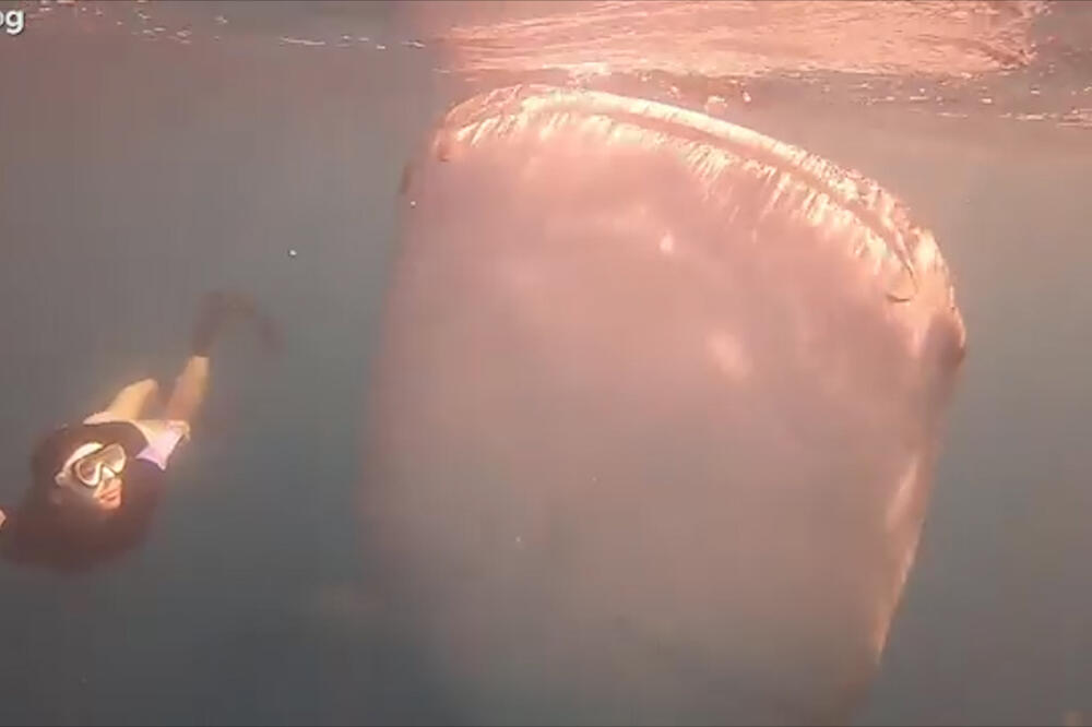 Kit ajkula i ronilac, Foto: Vijesti video