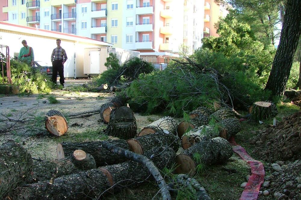 sječa stabala, Foto: Arhiva Vijesti