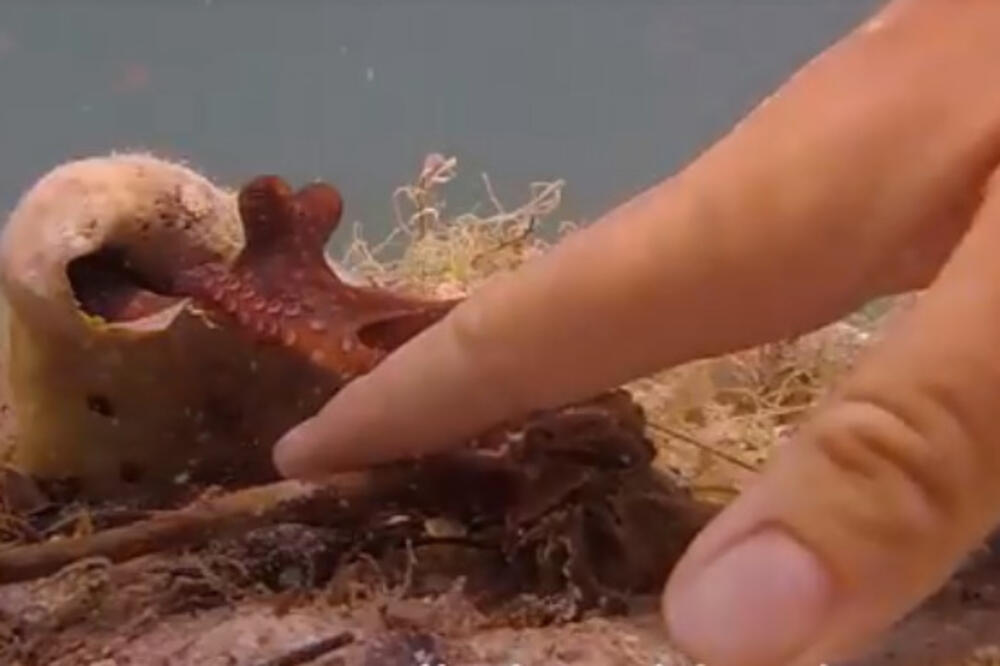 hobotnica, Foto: Screenshot (Youtube)