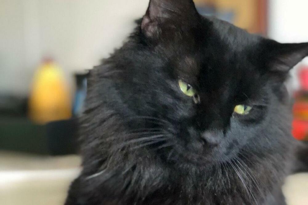 mačor Oskar, Foto: Privatna arhiva