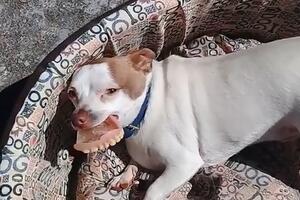 Pogledajte kradljivca na kojeg niko nije sumnjao