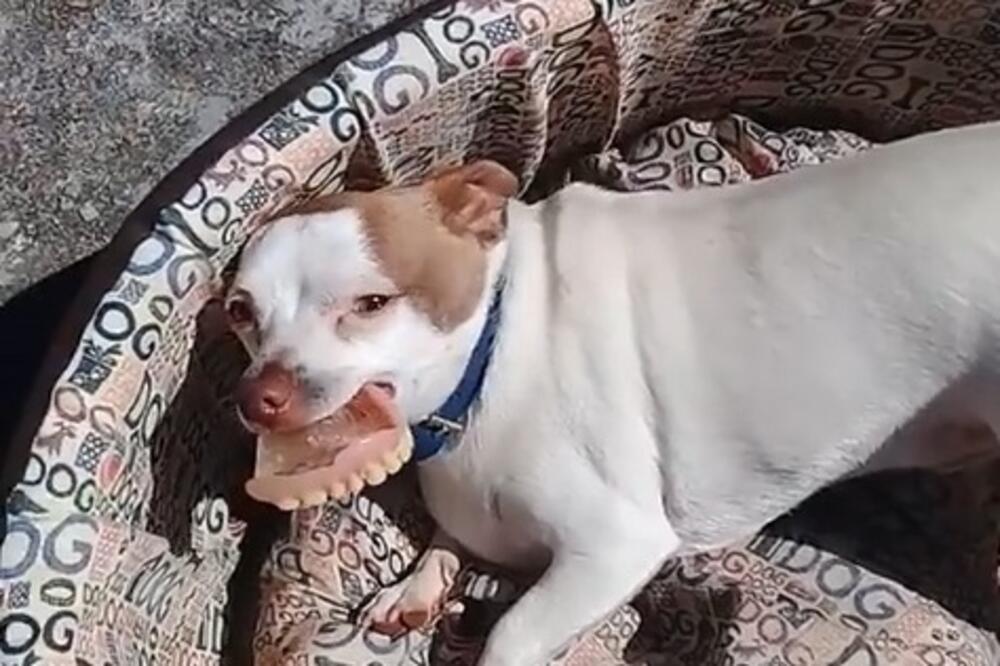 Krađa proteze, Foto: Vijesti video