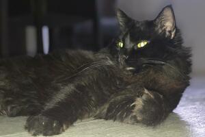 Mačak Oskar se vratio kući