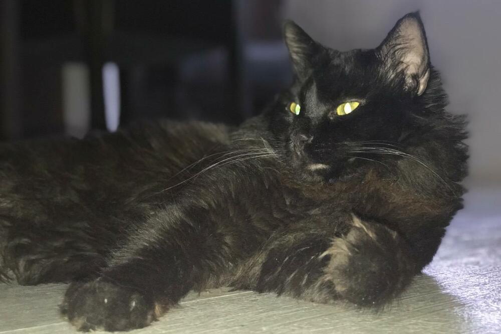 Mačak Oskar, Foto: Privatna arhiva