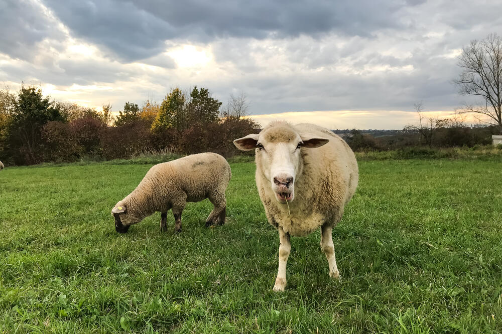 jagnjad, Foto: Shutterstock