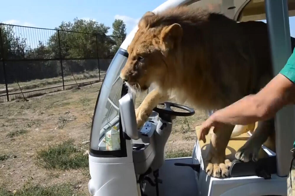 Nepozvani kralj dzungle, Foto: Vijesti video