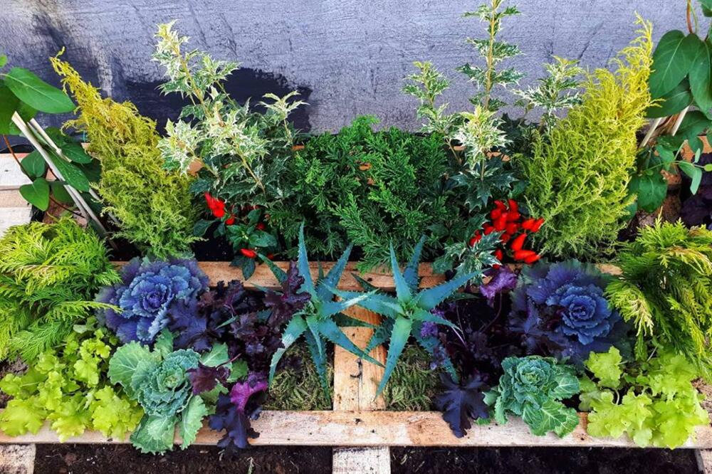 zeleni krovovi, Foto: Pedagoški centar