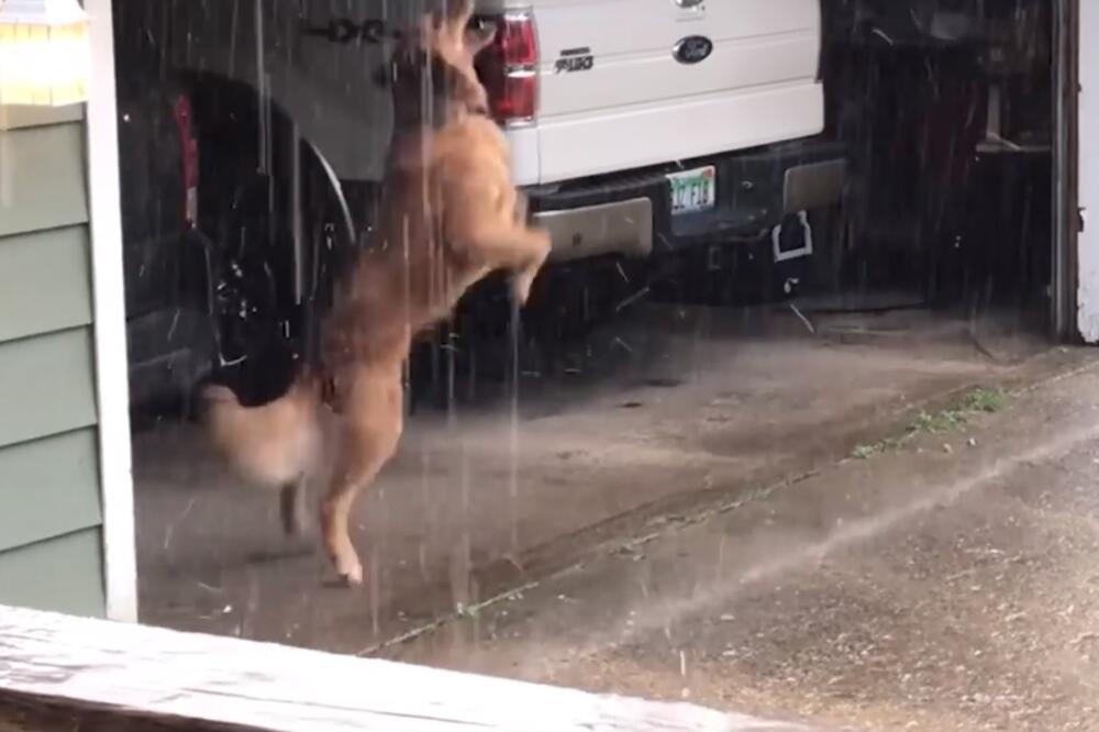 pas na kiši, Foto: Screenshot