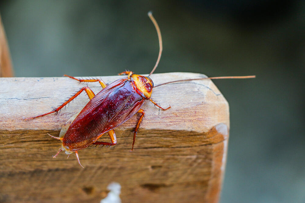 bubašvaba, Foto: Shutterstock