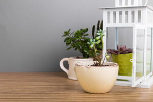 Vratite biljkama sjaj