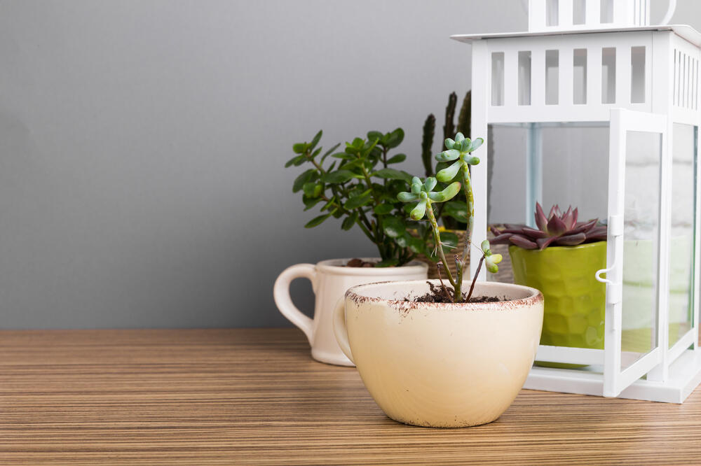 biljke, Foto: Shutterstock