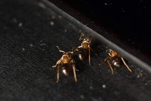 Kako se otarasiti mrava?