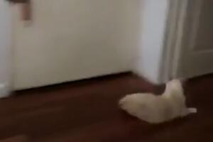 Ova mačka voli da čisti pod