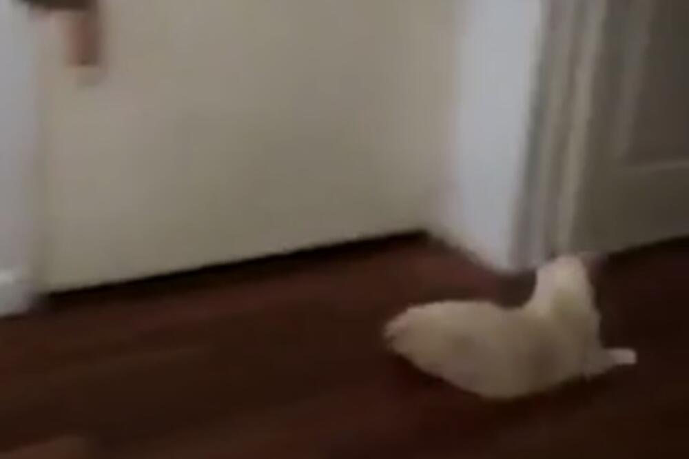 Mačka, Foto: Printscreen