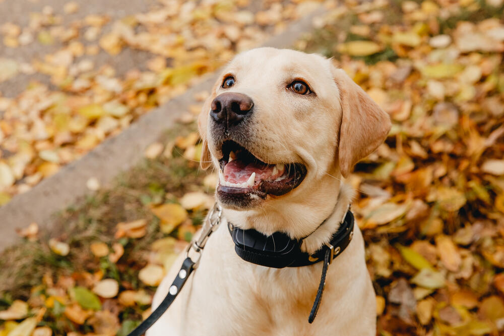 ogrlica za dresuru, električna ogrlica, Foto: Shutterstock