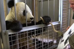 Panda koja slika glavna atrakcija bečkog zoo vrta