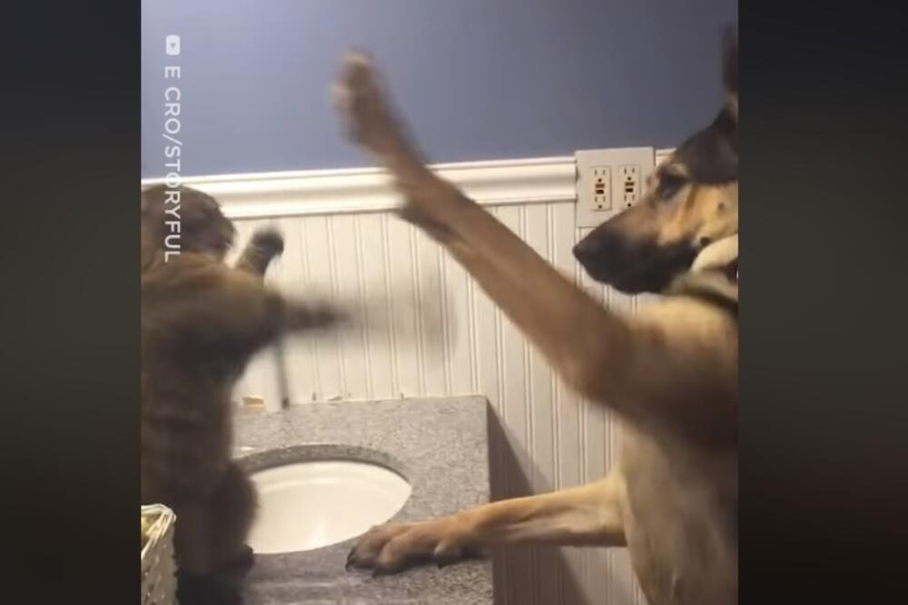 tuča psa i mačke, Foto: Printscreen