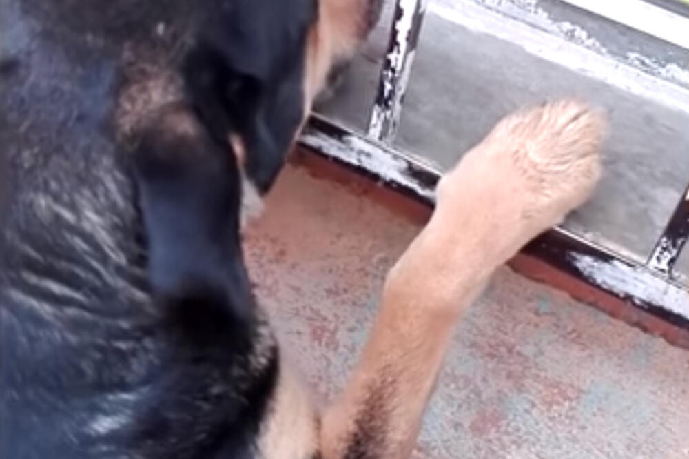 pas meksiko, pas kosbasice, Foto: Screenshot (Youtube)