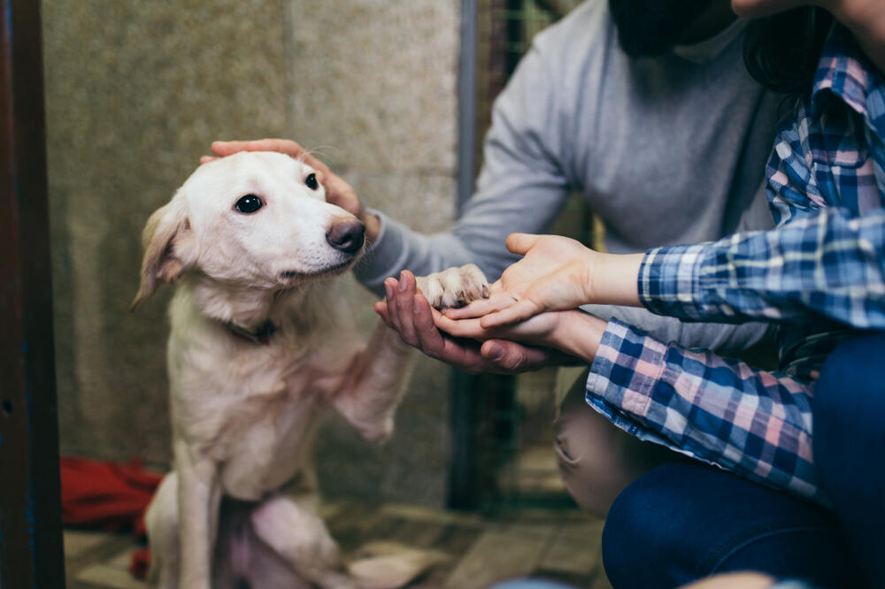 pas, azil za pse, Foto: Shutterstock