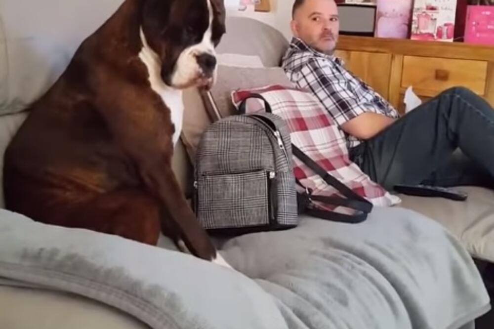 pas i hrana, Foto: Printscreen