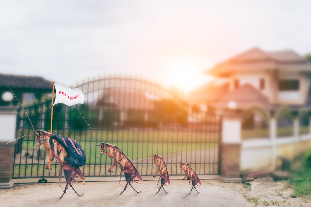 bubašvabe, Foto: Shutterstock