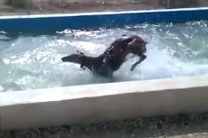 Šta se desi kada psa ubacite u bazen