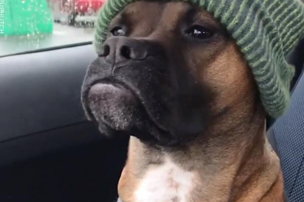 pas uobraženko, Foto: Printscreen