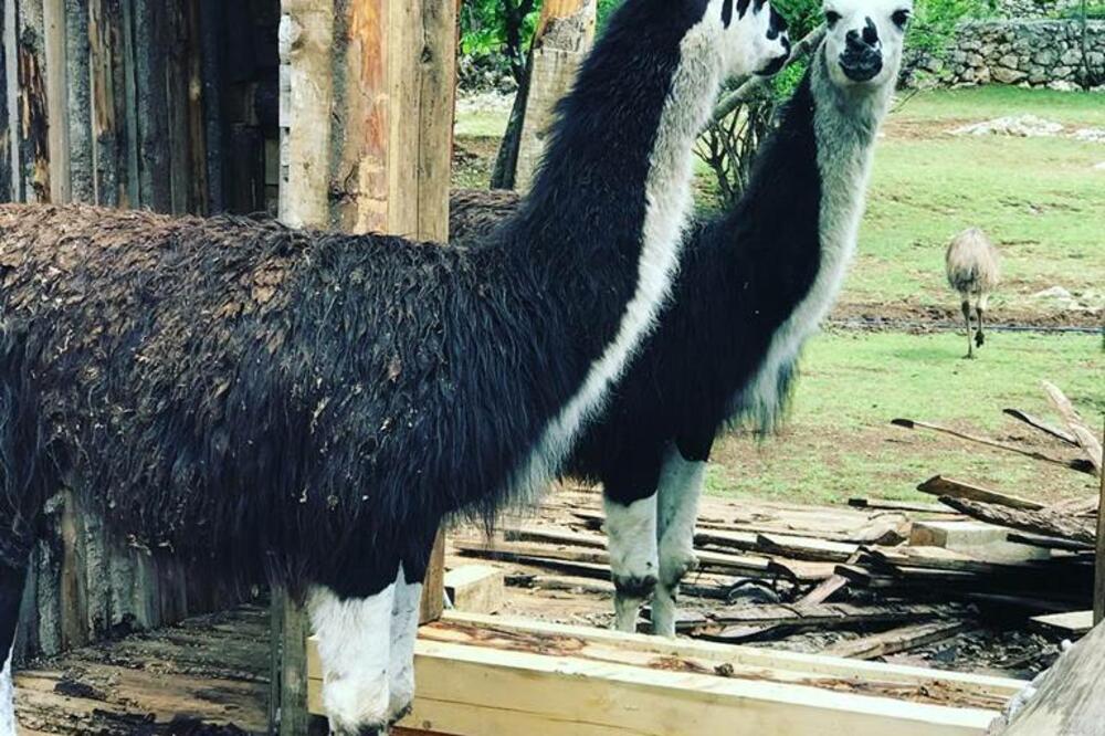 zoo vrt, Miličković, Foto: Facebook