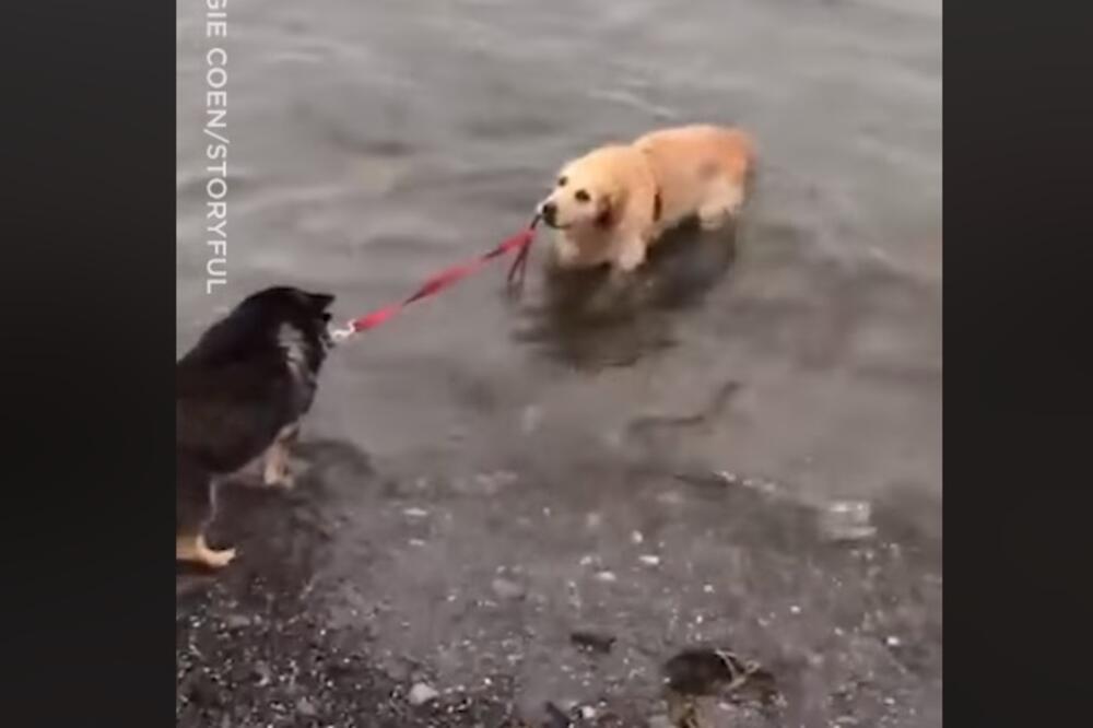 psi i voda, Foto: Printscreen