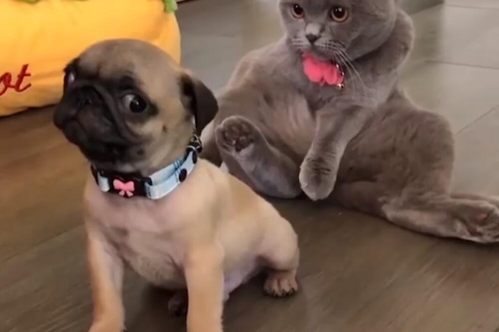 pas i mačka, Foto: Printscreen