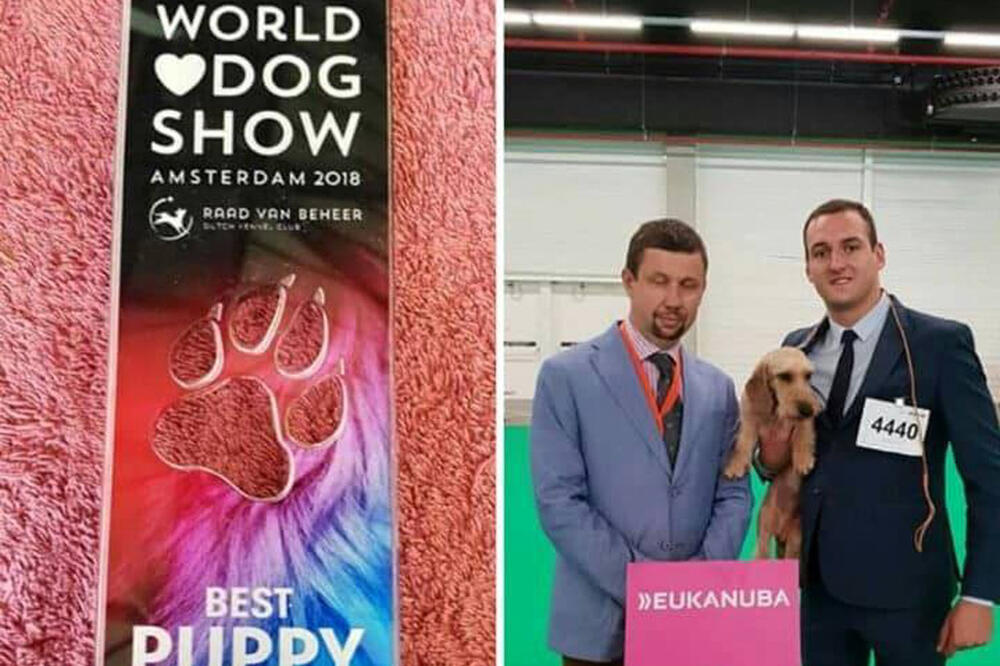 izložba pasa Holandija, Foto: Privatna arhiva