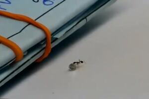 Pogledajte kako izgleda najmanji kradljivac dragulja