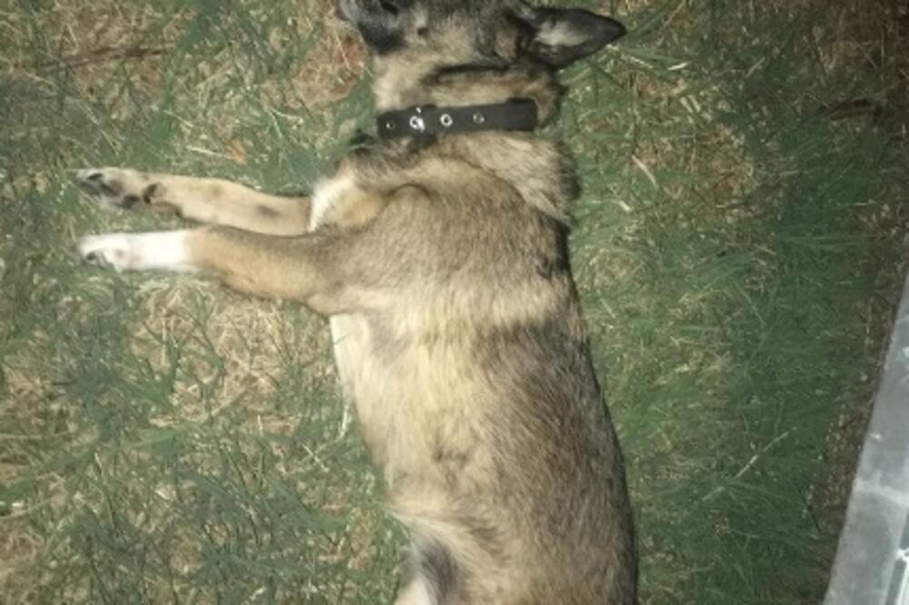 Pas Nera, Foto: Privatna arhiva