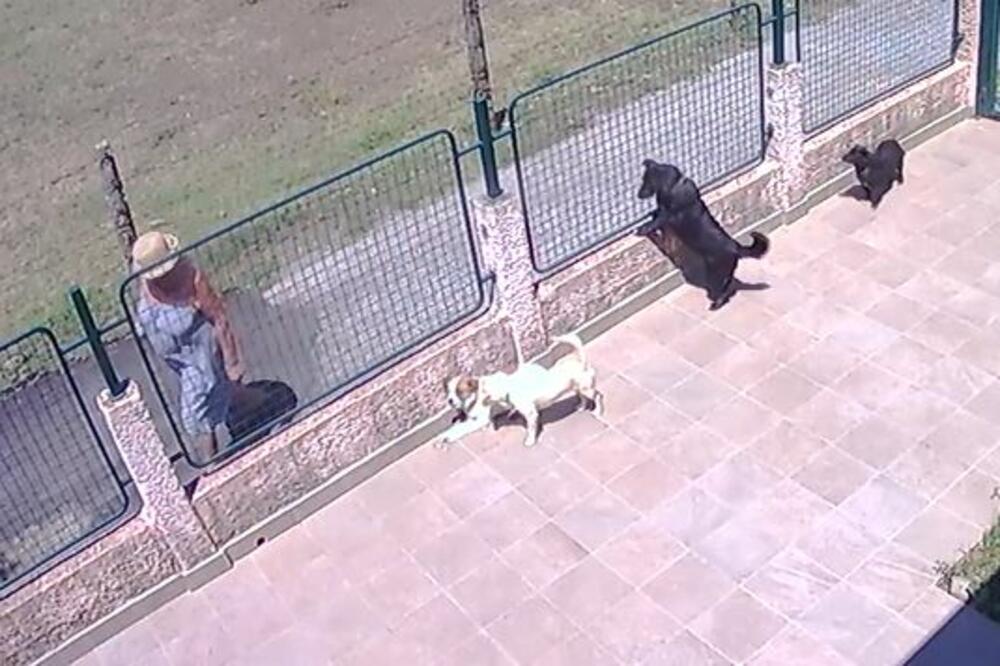 Trovanje psa Donja Gorica, Foto: Privatna arhiva