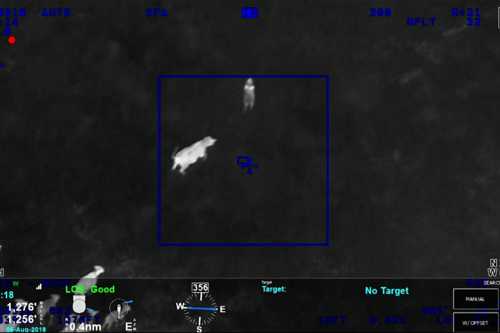 Kad se udruze krave i policija, Foto: Vijesti video