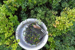 “Pale” prve kazne za berače borovnica