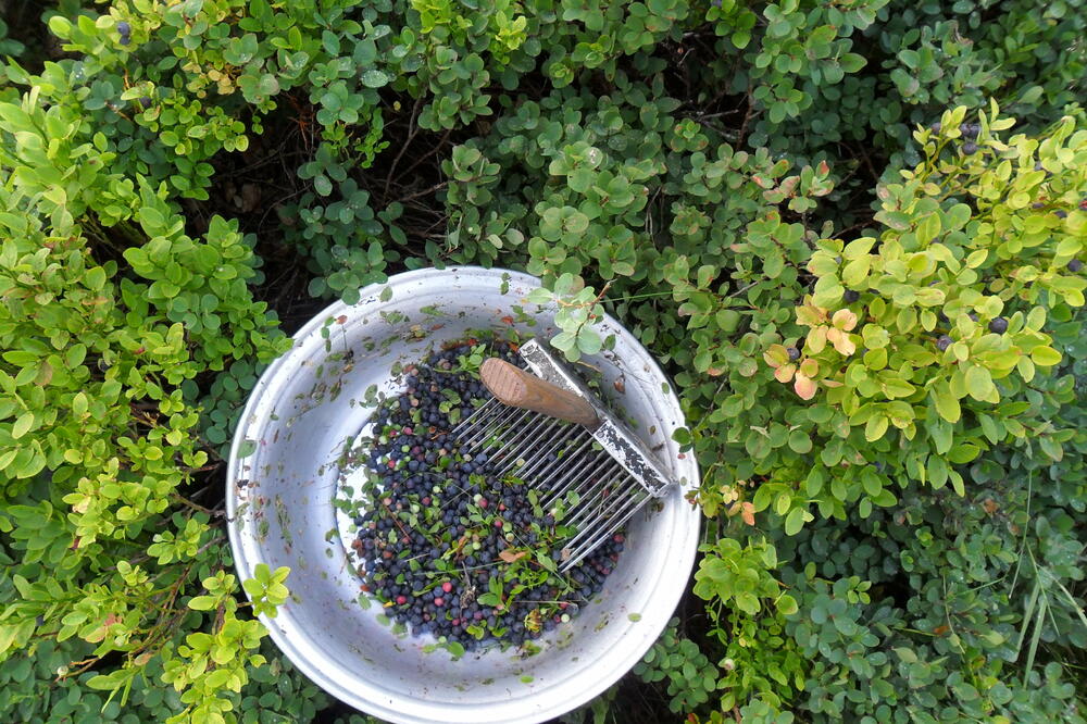 borovnice, berba borovnica, Foto: Dragana Šćepanović