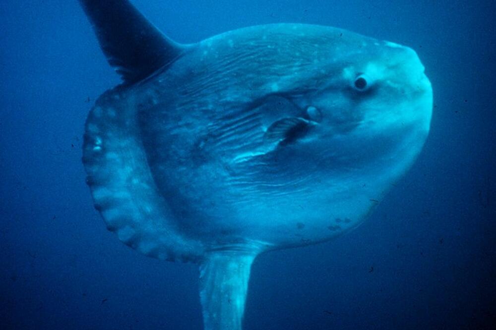 Veliki bucanj, Foto: Wikipedia