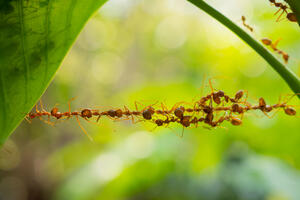 VIDEO Koordinisana akcija: Mravi napravili "živi" most kako bi...