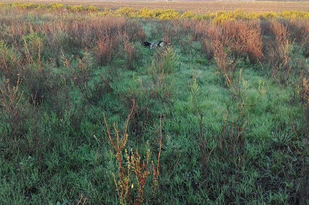 lovište prepelica, Foto: Privatna arhiva